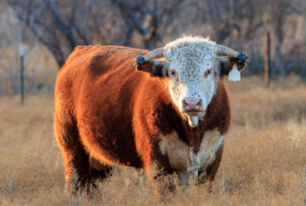 istock Hereford bull cow with horn weights 1012500816