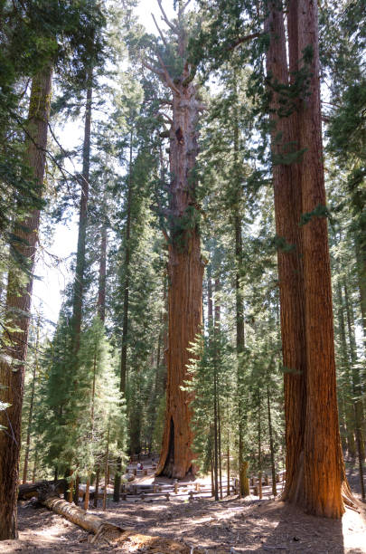 istock landscape in Sequoia National Park 1012501032