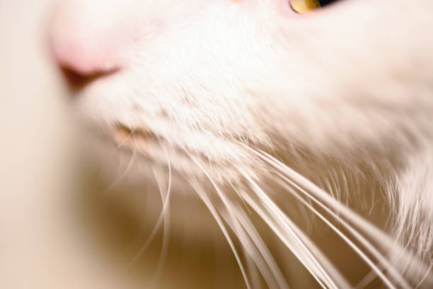 A close-up shot of a beautiful white kitten whiskers.