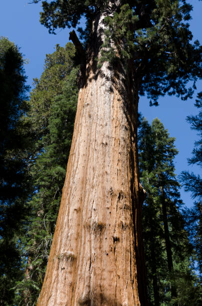 istock landscape in Sequoia National Park 1012501426