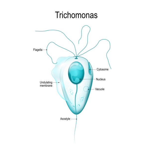 struktura trichomonas. - endometritida ilustrace stock ilustrace