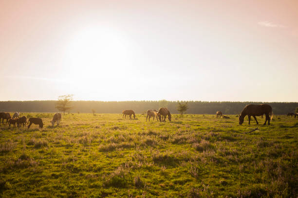 horses on meadow - serbia horse nature landscape imagens e fotografias de stock