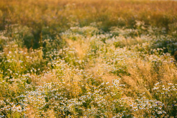 as flores desabrocham selvagens matricaria chamomilla ou matricaria recutita ou camomila. comumente conhecido como camomilla italiano, húngara camomila, camomila alemã, camomila selvagem - german chamomile fotos - fotografias e filmes do acervo