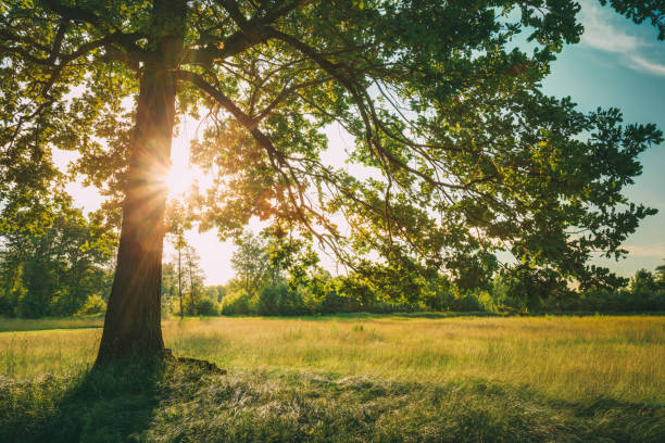 istock Summer Sunny Forest Trees And Green Grass. Nature Wood Sunlight Background. Instant Toned Image 1012510618