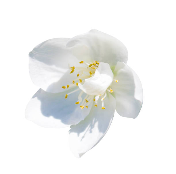 istock jasmine flowers isolated on white background 1012513230