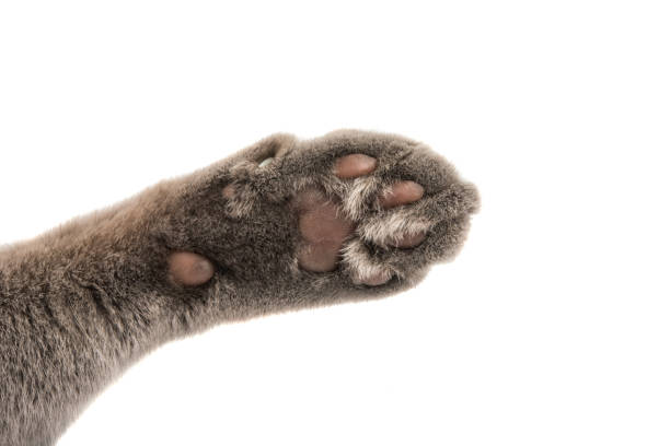 istock gray cat's paw isolated 1012513672