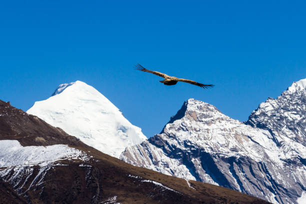 istock Eagle flying over the Himalayas, Nepal 1012514074