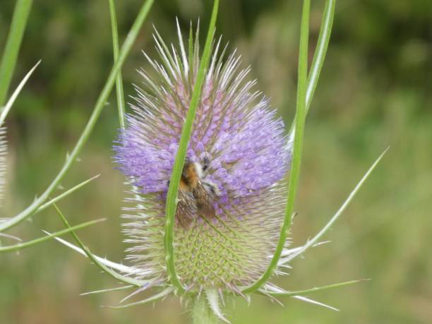 istock wild teasel in the forest with blossom 1012518820