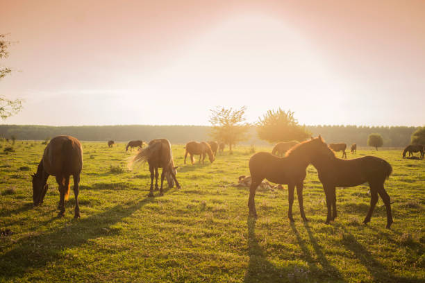 horses on meadow - serbia horse nature landscape imagens e fotografias de stock
