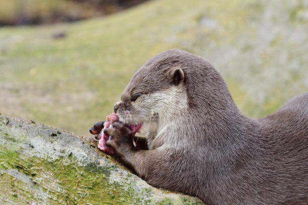 lontra de garras curtas oriental - oriental short clawed otter - fotografias e filmes do acervo