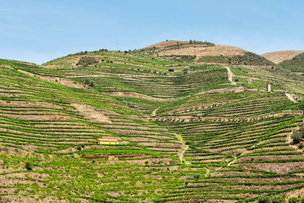 istock Vineyards in Douro Valley, Porto 1012522892
