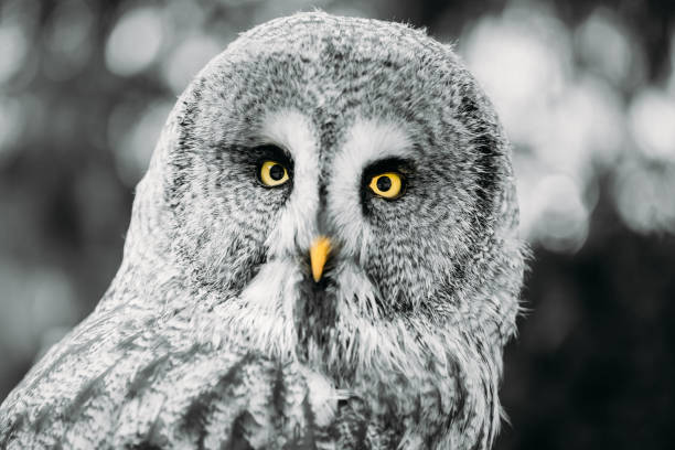 great grey owl or great gray owl - strix nebulosa. wild bird. close up head, face.  black, white and yellow selective colors. - great white owl imagens e fotografias de stock