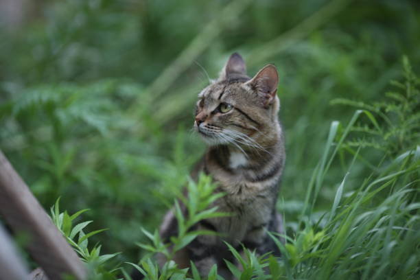 istock Wild grey cat in nature 1012523426