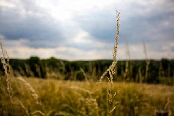 Ears of wheat pictured growing the British countryside. Bromsgrove, West midlands