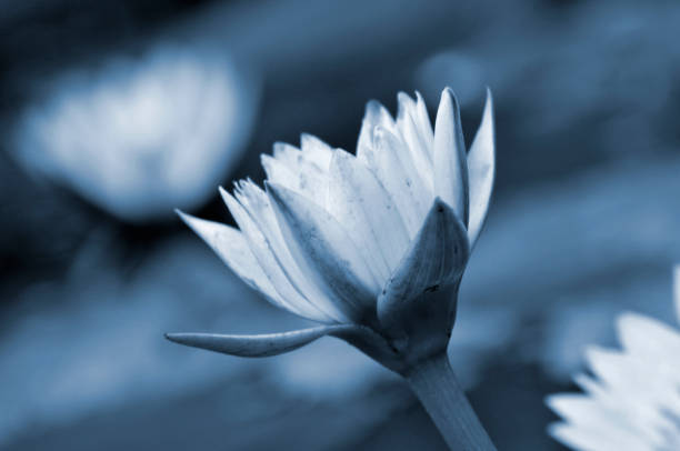 istock Blossom waterlily flowers 1012526426