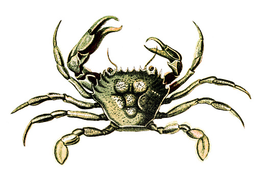 Illustration of a Portunus trituberculatus, the gazami crab, Japanese blue crab or horse crab