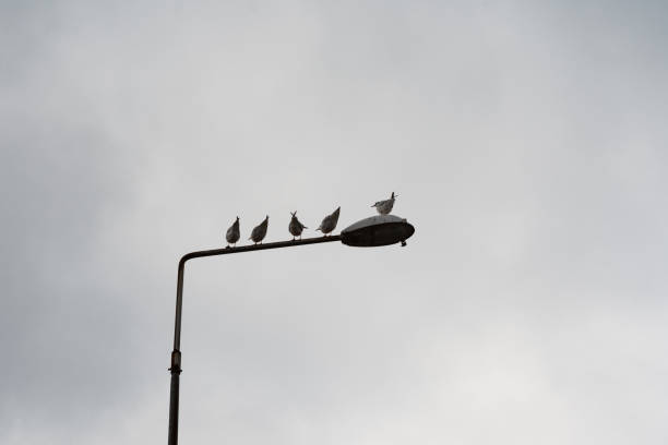 istock Low Angle View Of Seagulls Perched On Street Lamp Against Cloudy Sky 1012530698