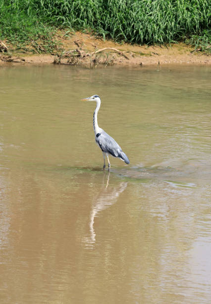 istock Gray Heron (Ardea cinerea) in Barcelona 1012531592