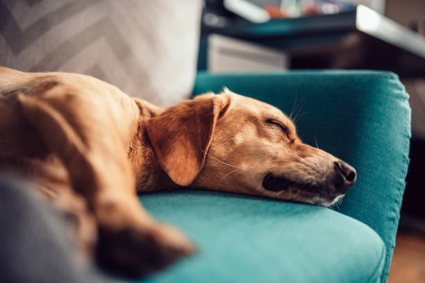 Dog sleeping on a sofa Small yellow dog sleeping on a blue sofa hairy puppy stock pictures, royalty-free photos & images