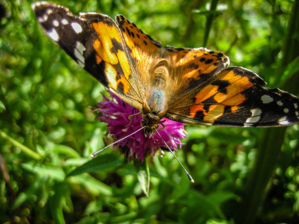 istock Butterfly feeding on flower 1012539044
