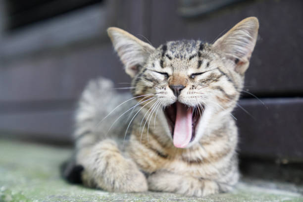 istock Curious cute little tabby kitten smiling, yawning 1012539086