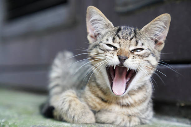 istock Curious cute little tabby kitten smiling, yawning 1012539090