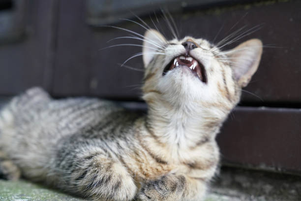 istock Curious cute little tabby kitten smiling, yawning 1012539206