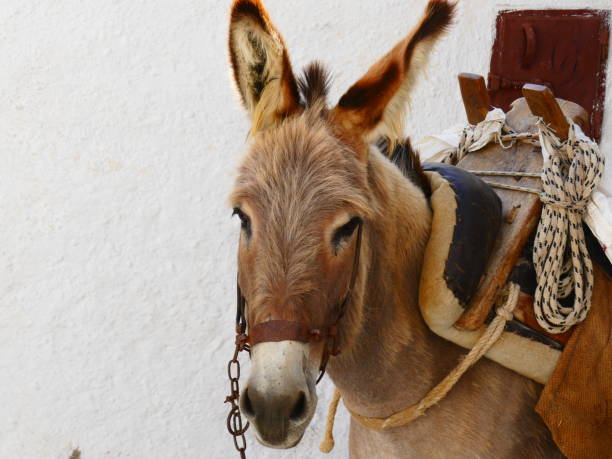 istock The donkey, Kea island, Greece 1012547790