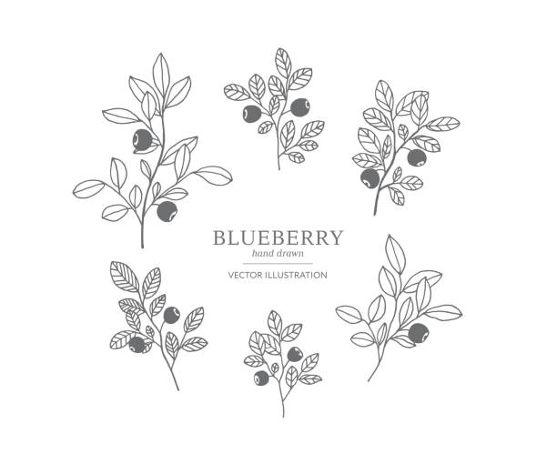 Hand drawn blueberry set. Hand drawn blueberry branches isolated on a white background. Collection of botany vector illustrations. EPS 10 huckleberry stock illustrations