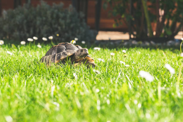 tortugas en el jardín. pedro gras, margarita. - turtle grass fotografías e imágenes de stock