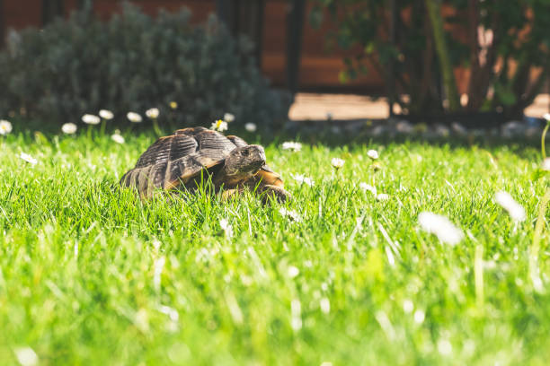 Turtle in the garden. Pet. Gras, daisy.