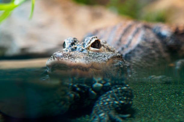 istock Taipei zoo - Various Reptiles 1012551990