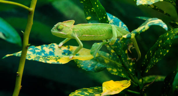 istock Taipei zoo - Various Reptiles 1012552006