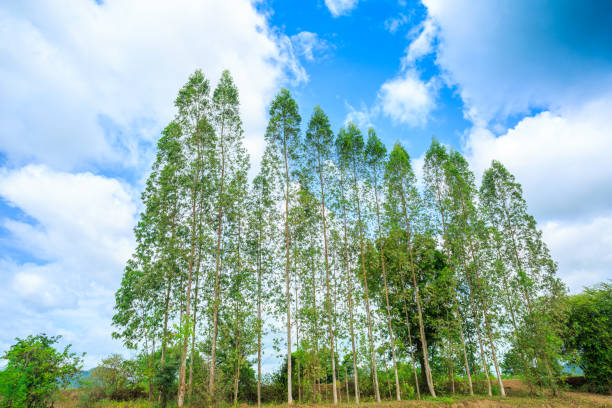 Brazil, Factory, Farm, Field, Meadow