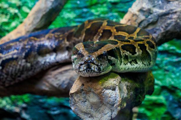 istock Taipei zoo - Various Reptiles 1012552152
