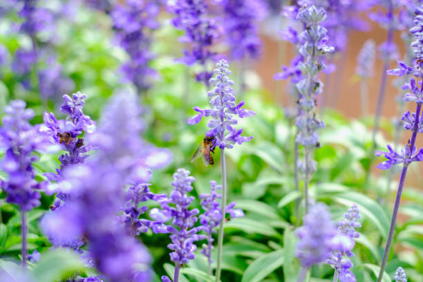 istock The bee is collecting and drinking the lavender flowers. 1012561098