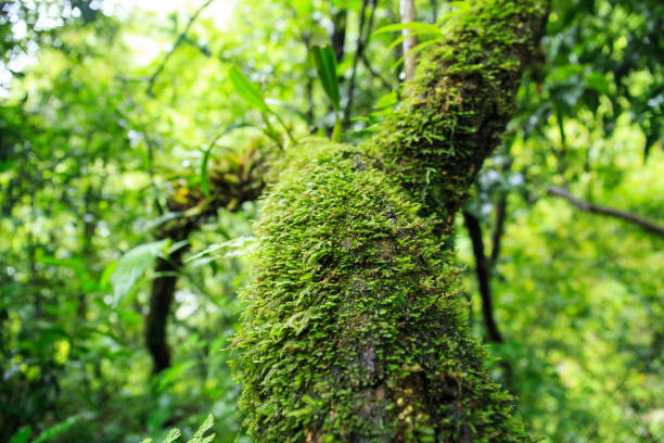 istock Moss on the tree in Ang Ka Luang Nature Trail 1012561354