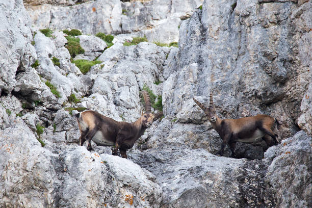 istock Two male Alpine Ibex on the mountain Rocks 1012562478