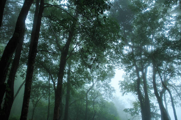 istock Autumn beech forest on a foggy morning 1012562482