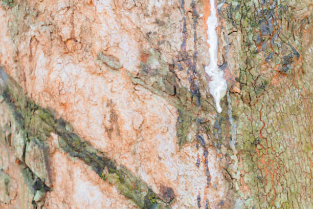 istock Close up latex in trunk rubber tree with copy space add text 1012567536