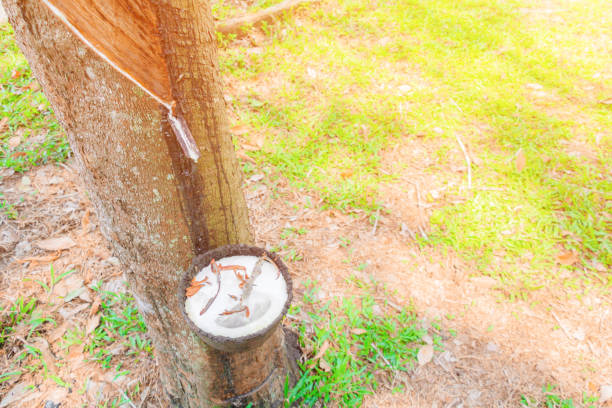istock Close up latex in bowl and rubber tree  garden with copy space add text 1012569204