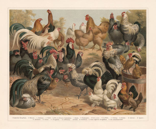 ilustrações, clipart, desenhos animados e ícones de aves de capoeira, chromolithograph, publicado em 1897 - british racing green