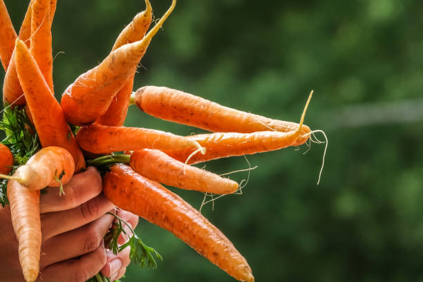 istock Close-up of hands holding a bundle of carrots 1012578102