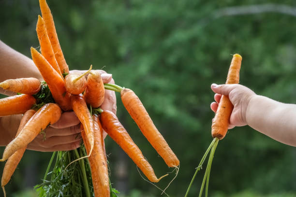 istock Child and mothers hands holding a bundle of carrots 1012580350