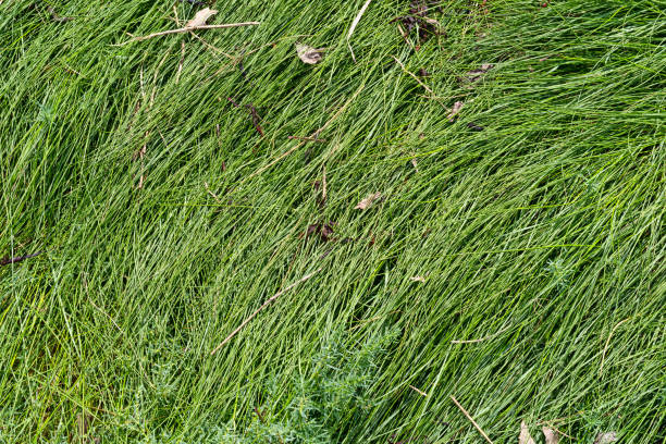 istock Sea grass with dried seaweed 1012580682
