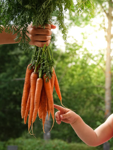 istock Child and mothers hands holding a bundle of carrots 1012581084