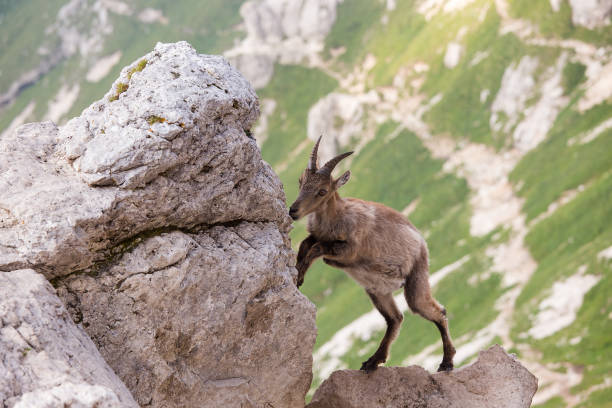 oung alpine ibex (Capra ibex) lick the Rock in the Mountains, Montasio, Friuli Venezia Giulia, Julian Alps, Italy