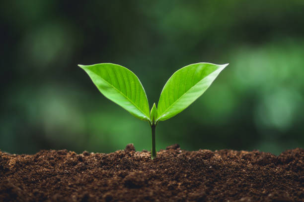 istock Young tree Tree Planting Tree care Watering a tree in nature 1012585898