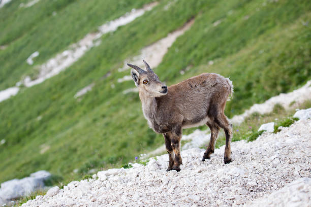 istock Alpine ibex (Capra ibex) Puppy in the Mountain meadow 1012587206