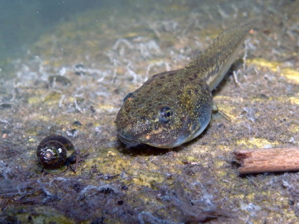 istock Tadpole or Pollywog in Pond 1012589460